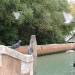 Pigeons on the bridge