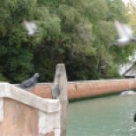 Pigeons on the bridge