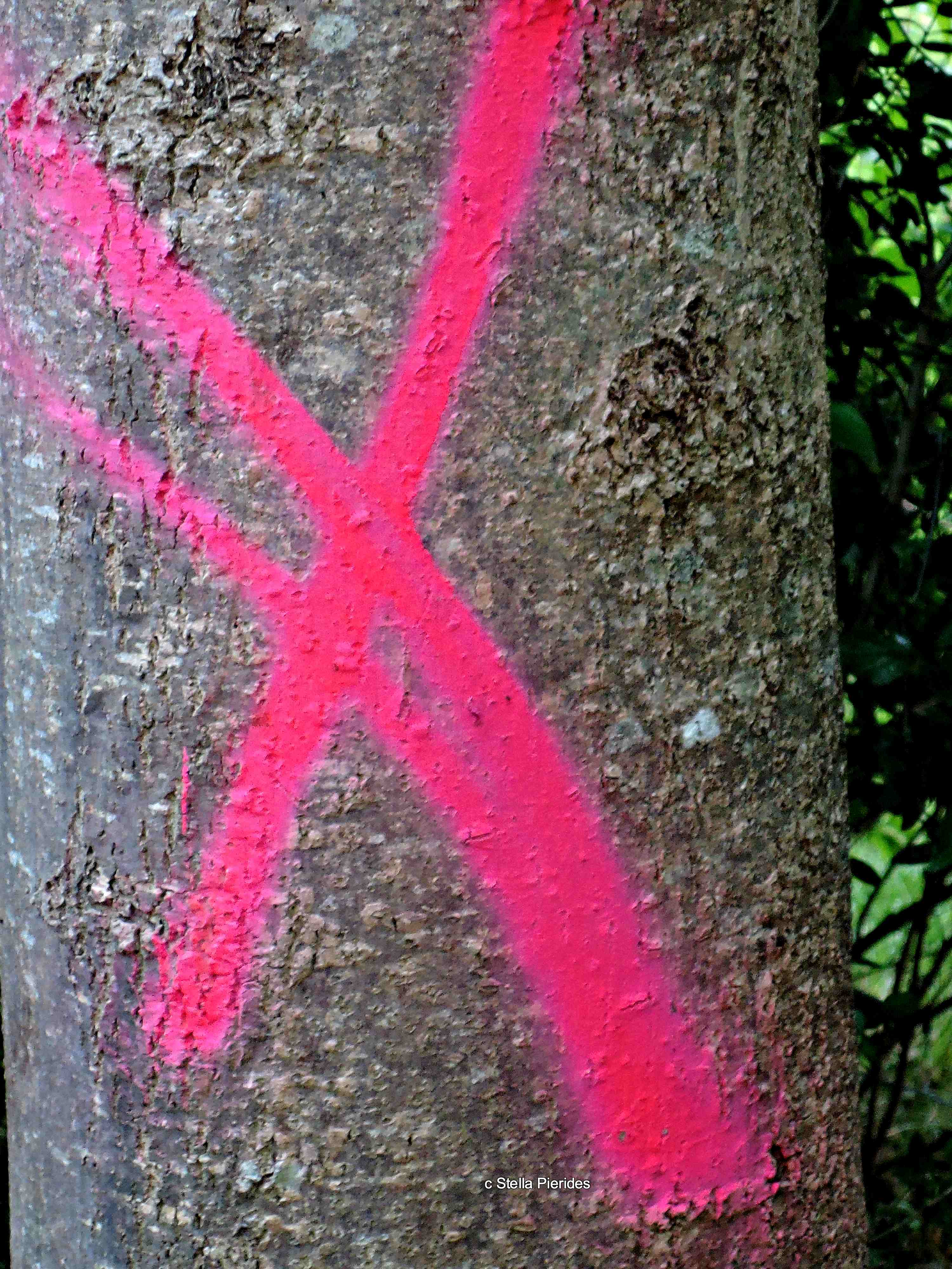 tree marked for felling